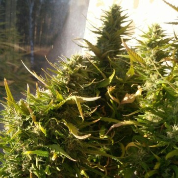 Семена конопли Auto AK-47 Feminised Gold - 500 шт